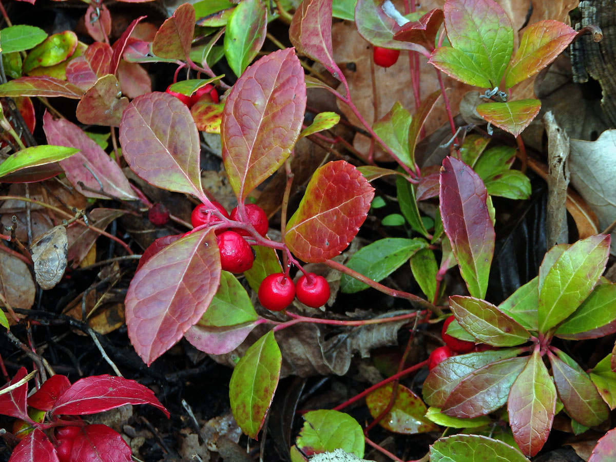 Libavka poléhavá (Gaultheria procumbens L.)