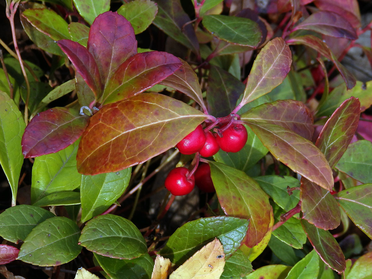 Libavka poléhavá (Gaultheria procumbens L.)