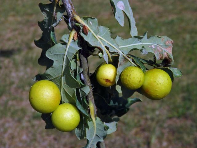 Hálky žlabatky dubové (Cynips quercusfolii)