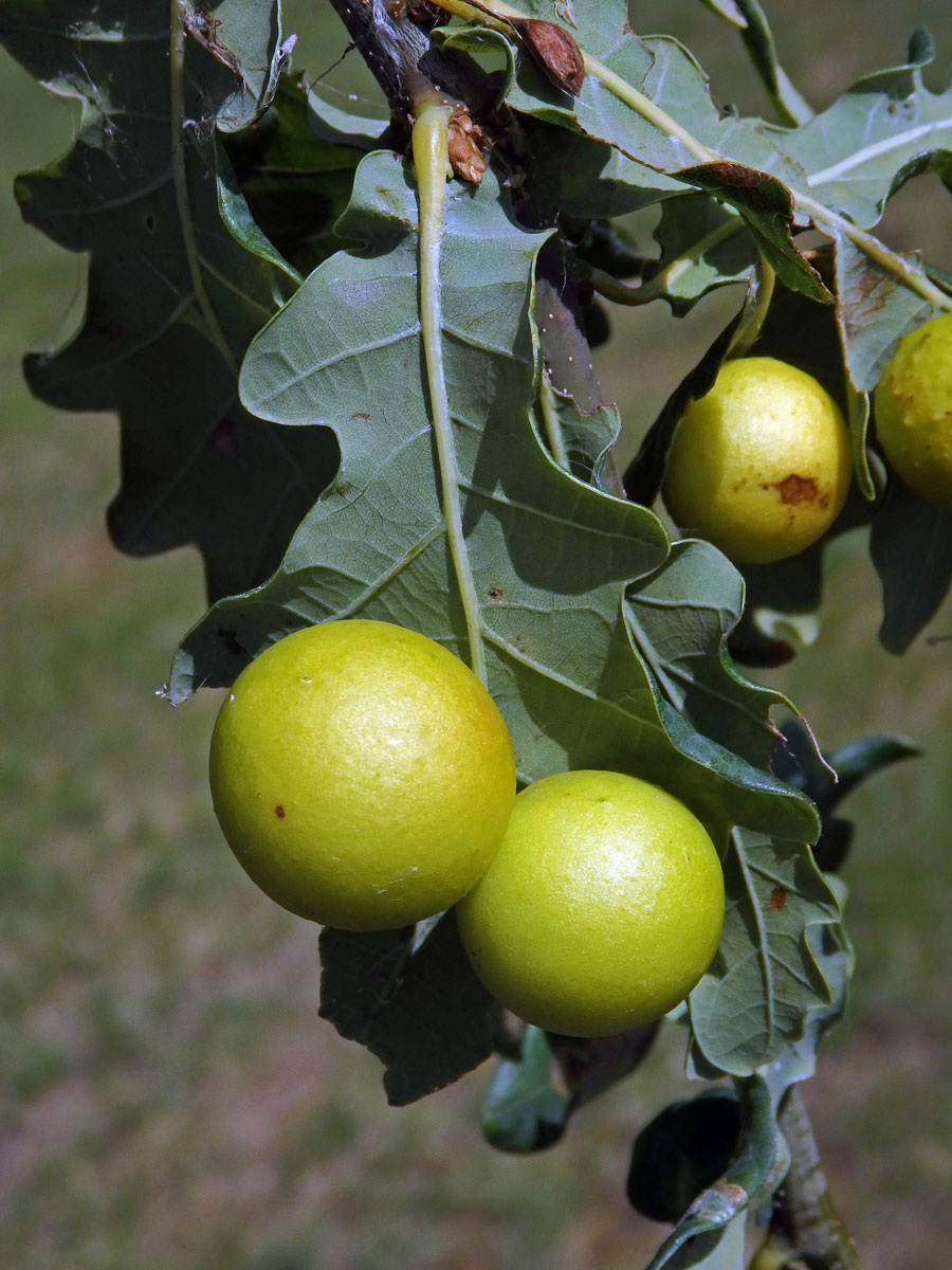 Hálky žlabatky dubové (Cynips quercusfolii)