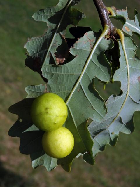 Hálky žlabatky dubové (Cynips quercusfolii)