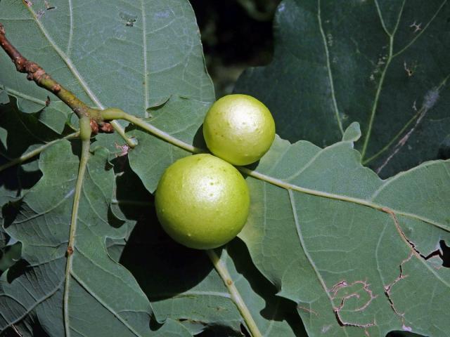 Hálky žlabatky dubové (Cynips quercusfolii)