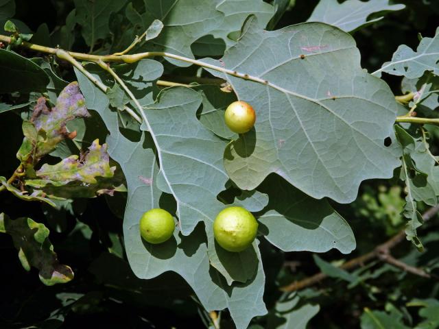 Hálky žlabatky dubové (Cynips quercusfolii)