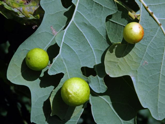 Hálky žlabatky dubové (Cynips quercusfolii)