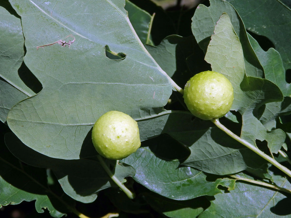 Hálky žlabatky dubové (Cynips quercusfolii)