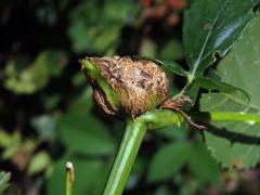 Hálky bejlomorky malinové (Lasioptera rubi)