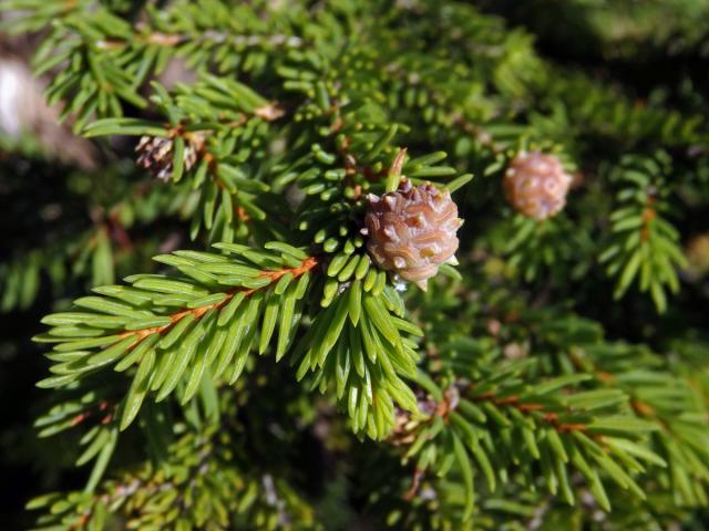 Hálky korovnice pupenové (Adelges lacricis), smrk ztepilý