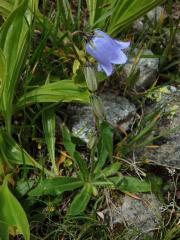 Zvonek vousatý (Campanula barbata L.), šestičetný květ