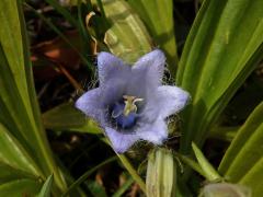 Zvonek vousatý (Campanula barbata L.), šestičetný květ