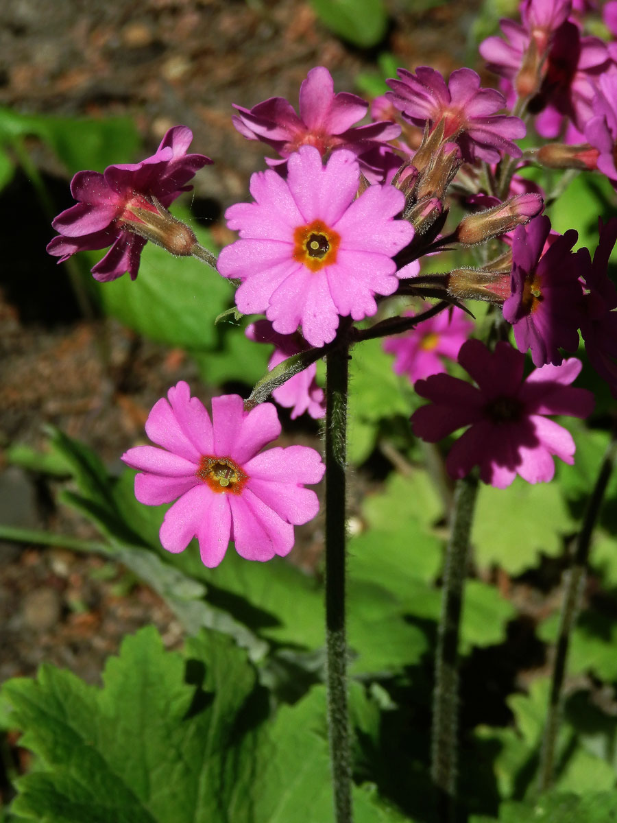 Prvosenka (Primula polyneura Franch.), šestičetné květy