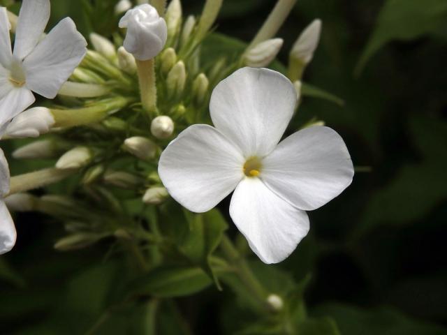 Plamenka latnatá (Phlox paniculata L.) s čtyřčetným květem (19)