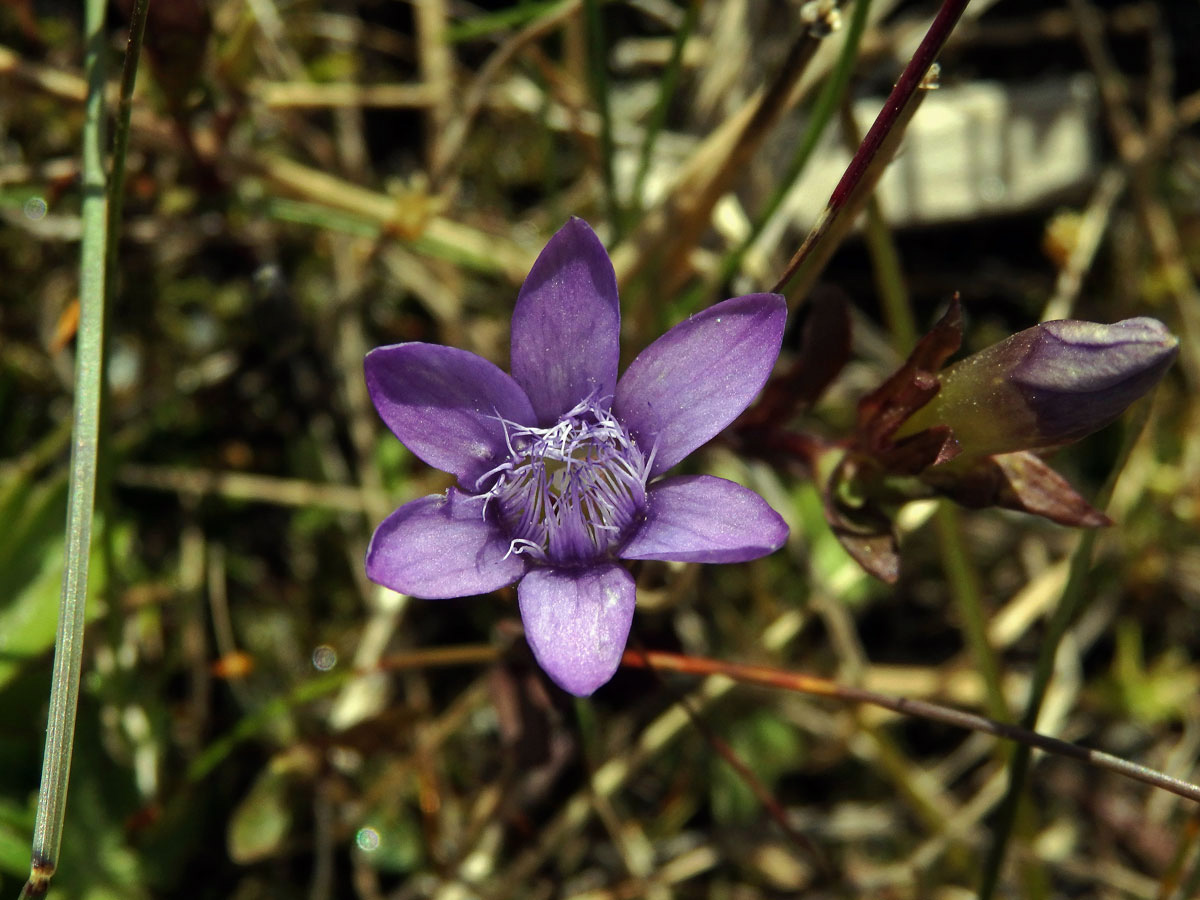 Hořeček německý (Gentianella germanica (Willd.) Börner), šestičetný květ