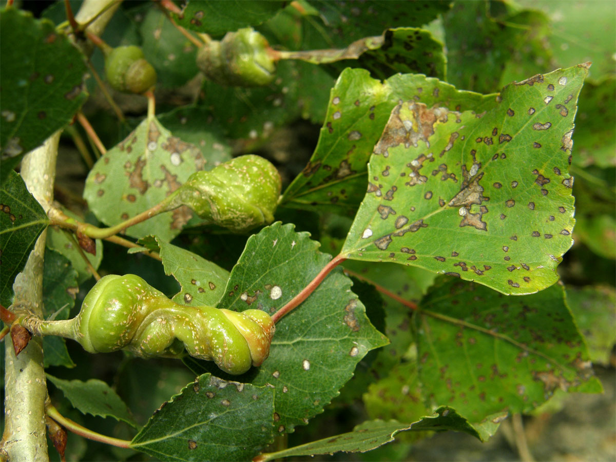 Hálky dutilky šroubovité (Pemphigus spirothecae)