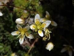 Lomikámen mechovitý (Saxifraga bryoides L.), čtyřčetný květ