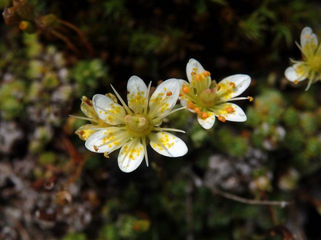 Lomikámen mechovitý (Saxifraga bryoides L.), šestičetný květ