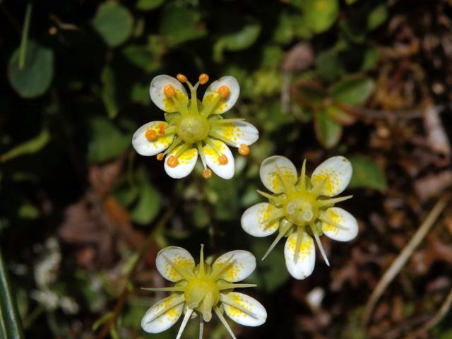 Lomikámen mechovitý (Saxifraga bryoides L.), čestičetný květ