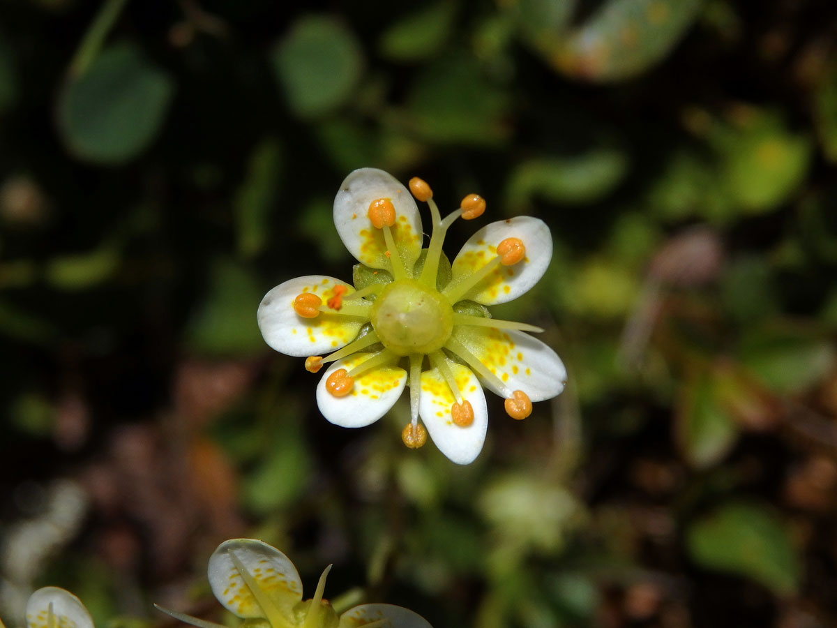 Lomikámen mechovitý (Saxifraga bryoides L.), šestičetný květ