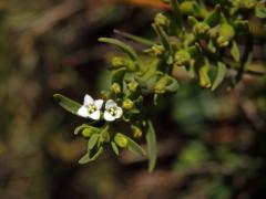 Lněnka alpská (Thesium alpinum L.)