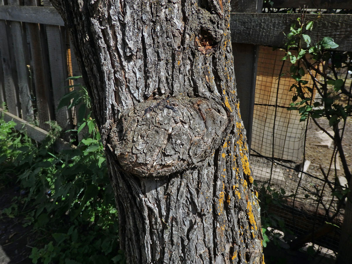 Tumor na kmeni slivoně švestky (Prunus domestica L.) (41)