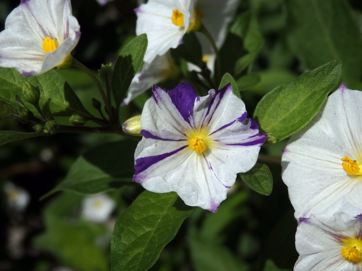 Lilkovník hořcokvětý (Lycianthes rantonnei (Carrière) Bitter) s dvoubarevnými květy