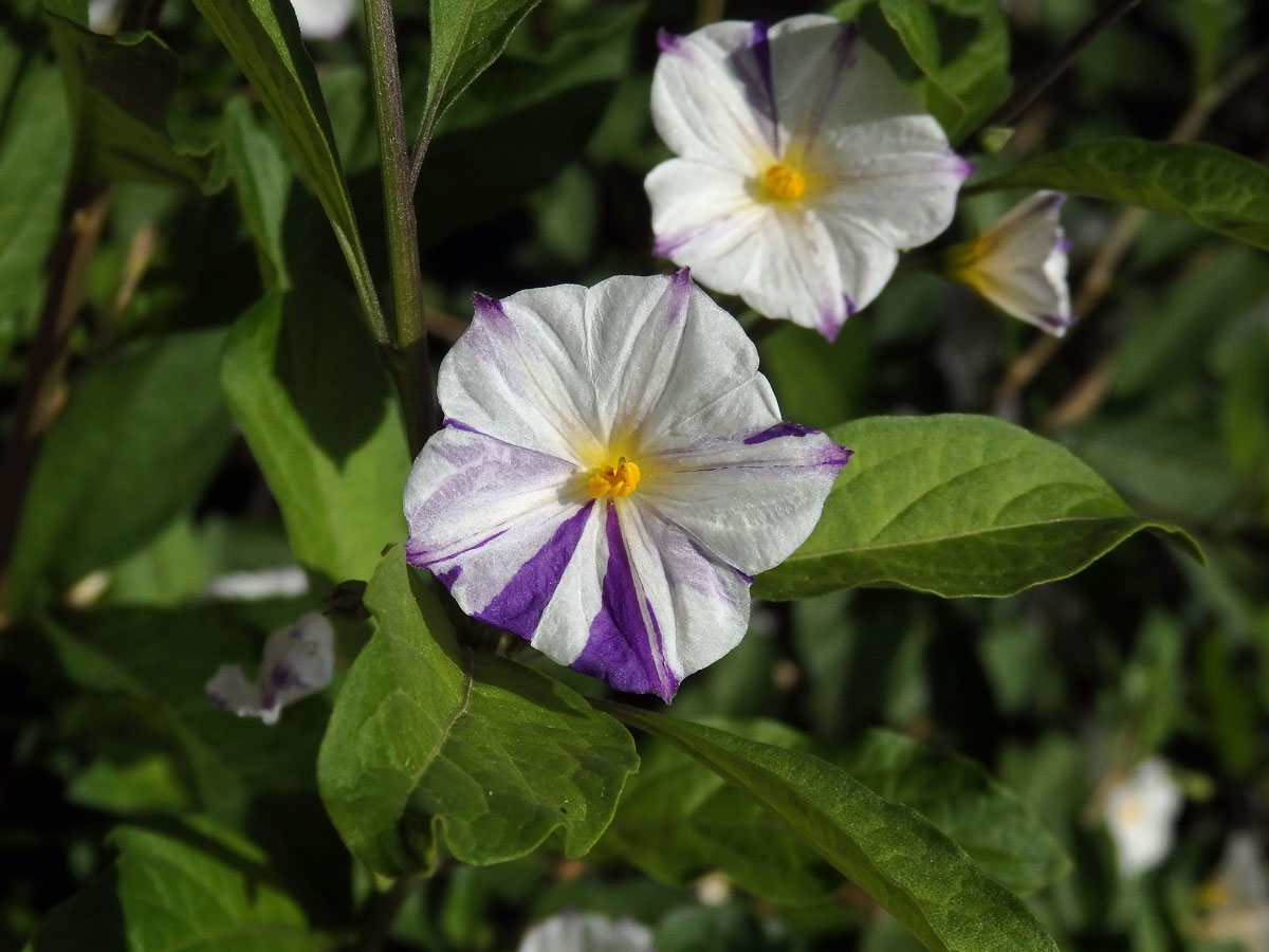 Lilkovník hořcokvětý (Lycianthes rantonnei (Carrière) Bitter) s dvoubarevnými květy