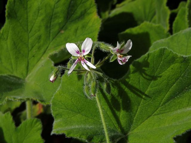 Muškát plstnatý (Pelargonium tometosum Jacq.)