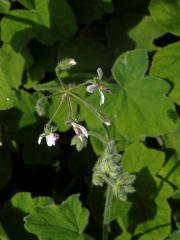 Muškát plstnatý (Pelargonium tometosum Jacq.)