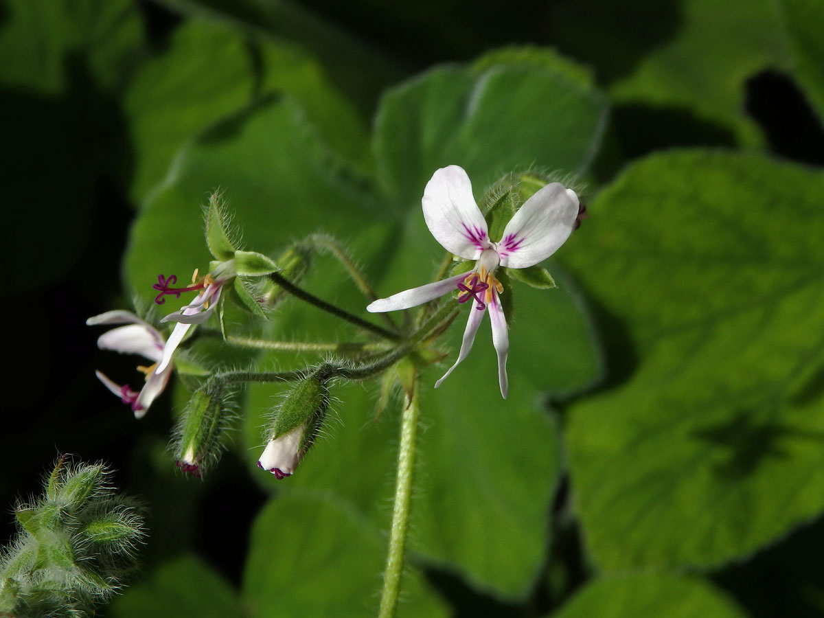 Muškát plstnatý (Pelargonium tometosum Jacq.)