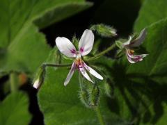 Muškát plstnatý (Pelargonium tometosum Jacq.)