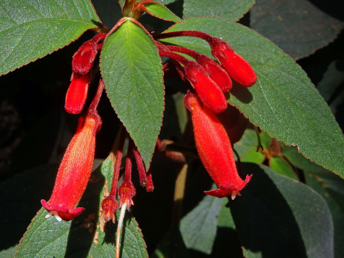 Kohleria hirsuta (Kunth) Regel