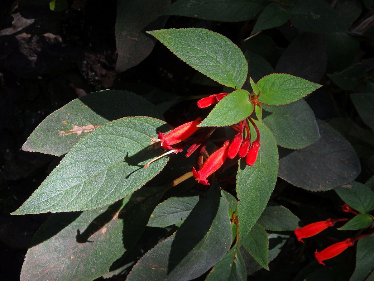 Kohleria hirsuta (Kunth) Regel