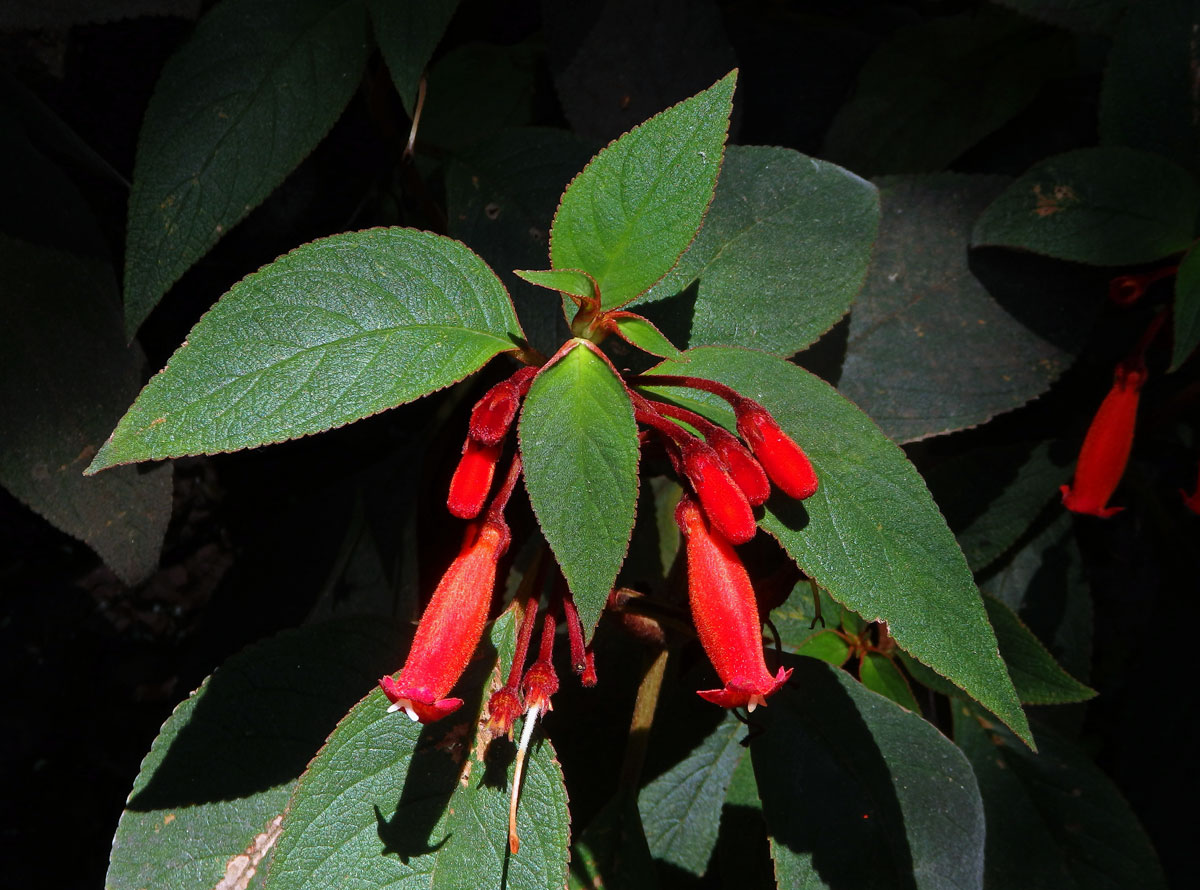 Kohleria hirsuta (Kunth) Regel