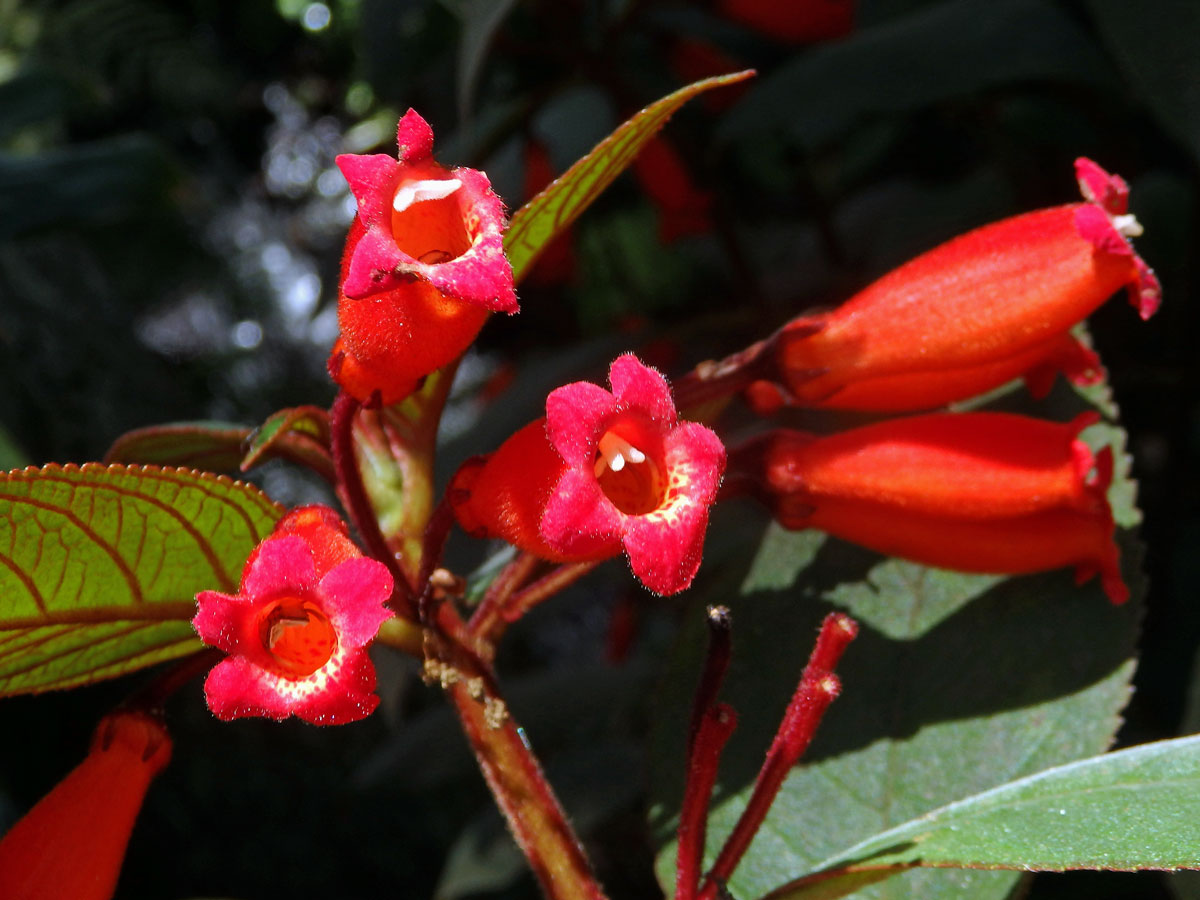 Kohleria hirsuta (Kunth) Regel