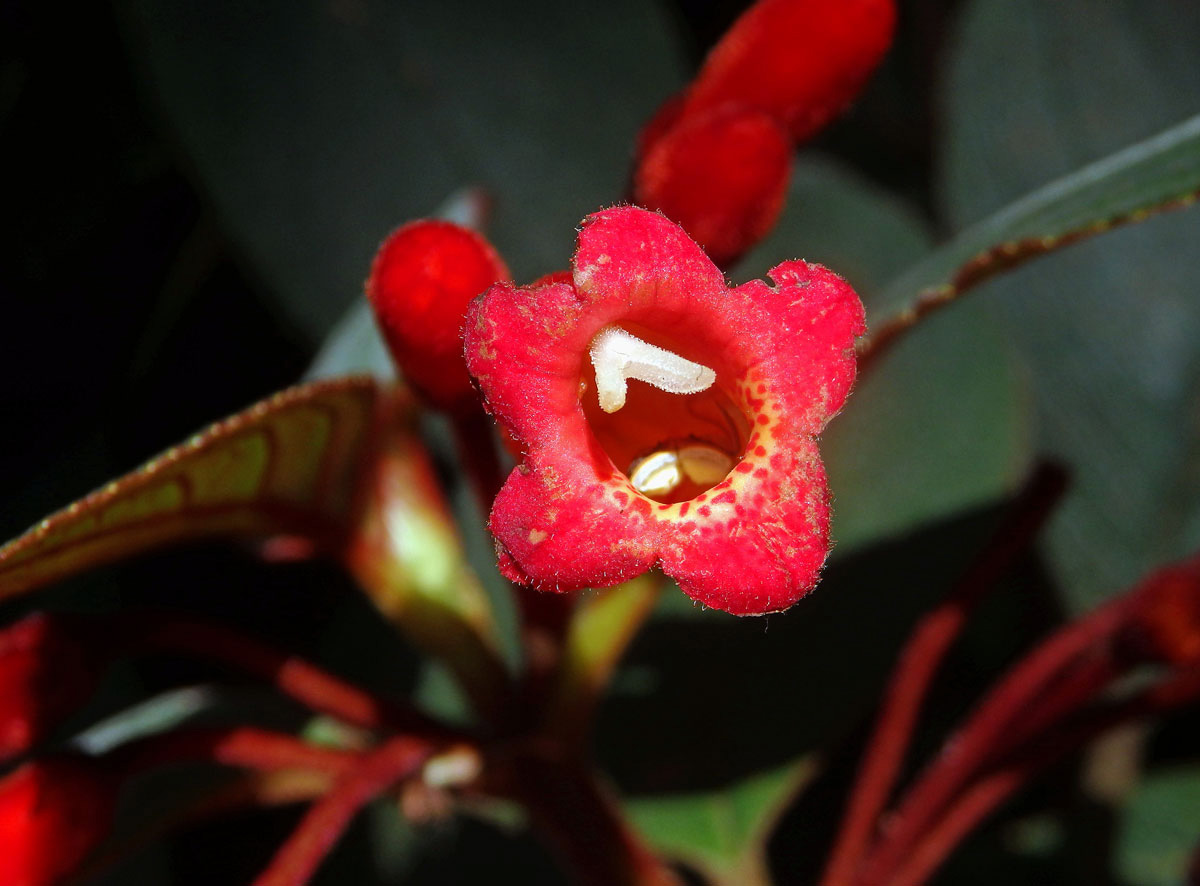 Kohleria hirsuta (Kunth) Regel