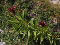 Hořec nachový (Gentiana purpurea L.)