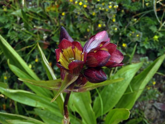 Hořec nachový (Gentiana purpurea L.)