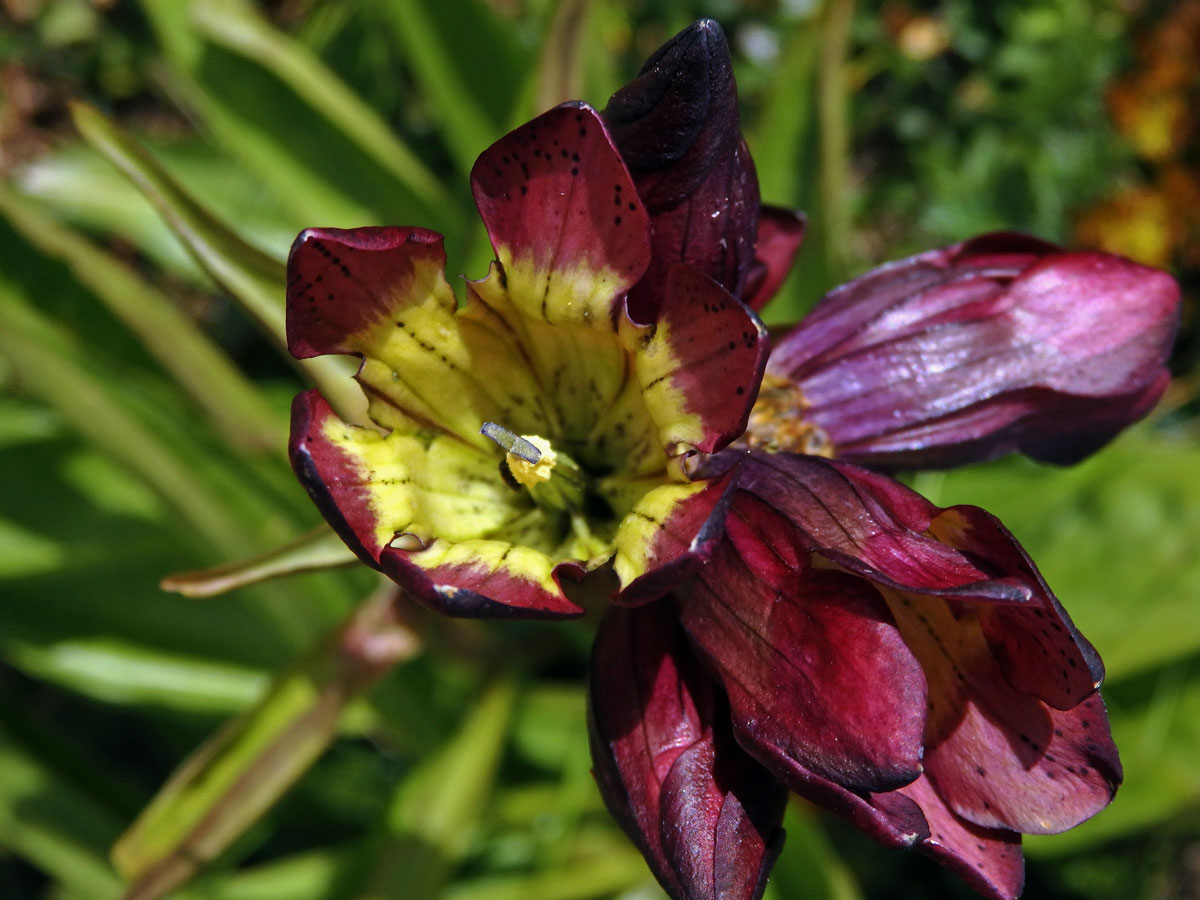 Hořec nachový (Gentiana purpurea L.)