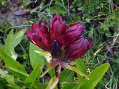 Hořec nachový (Gentiana purpurea L.)