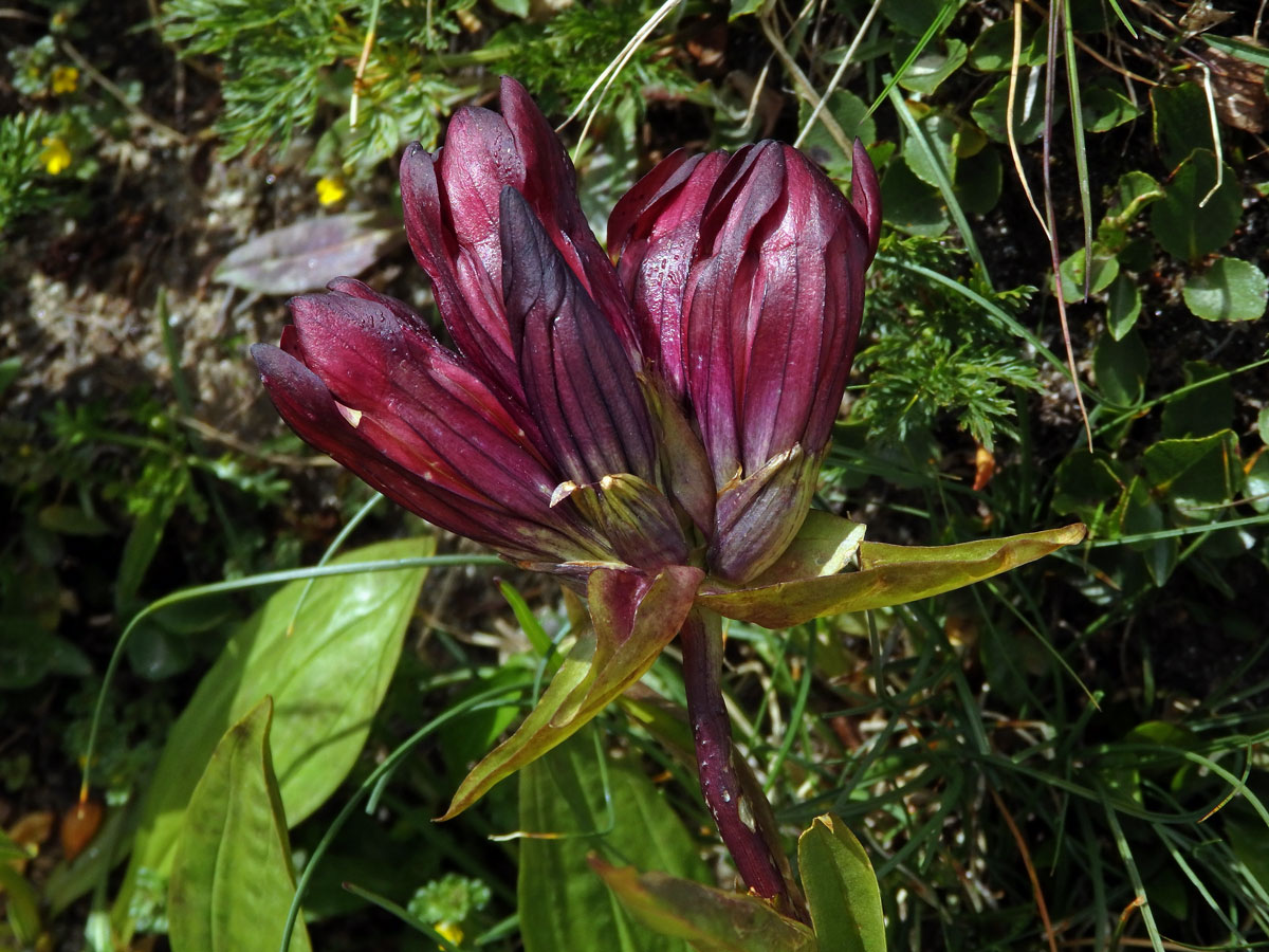 Hořec nachový (Gentiana purpurea L.)