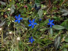 Hořec sněžný (Gentiana nivalis L.)