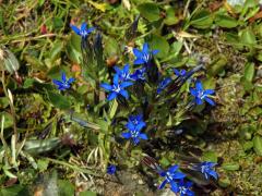 Hořec sněžný (Gentiana nivalis L.)