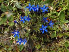 Hořec sněžný (Gentiana nivalis L.)