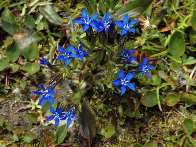 Hořec sněžný (Gentiana nivalis L.)