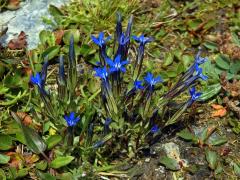 Hořec sněžný (Gentiana nivalis L.)