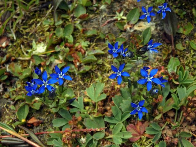 Hořec sněžný (Gentiana nivalis L.)