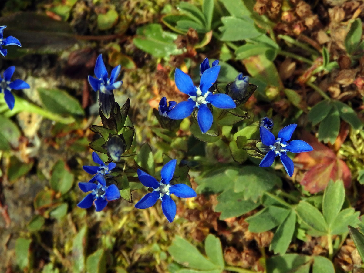 Hořec sněžný (Gentiana nivalis L.)