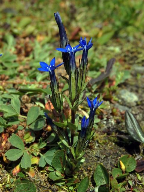 Hořec sněžný (Gentiana nivalis L.)