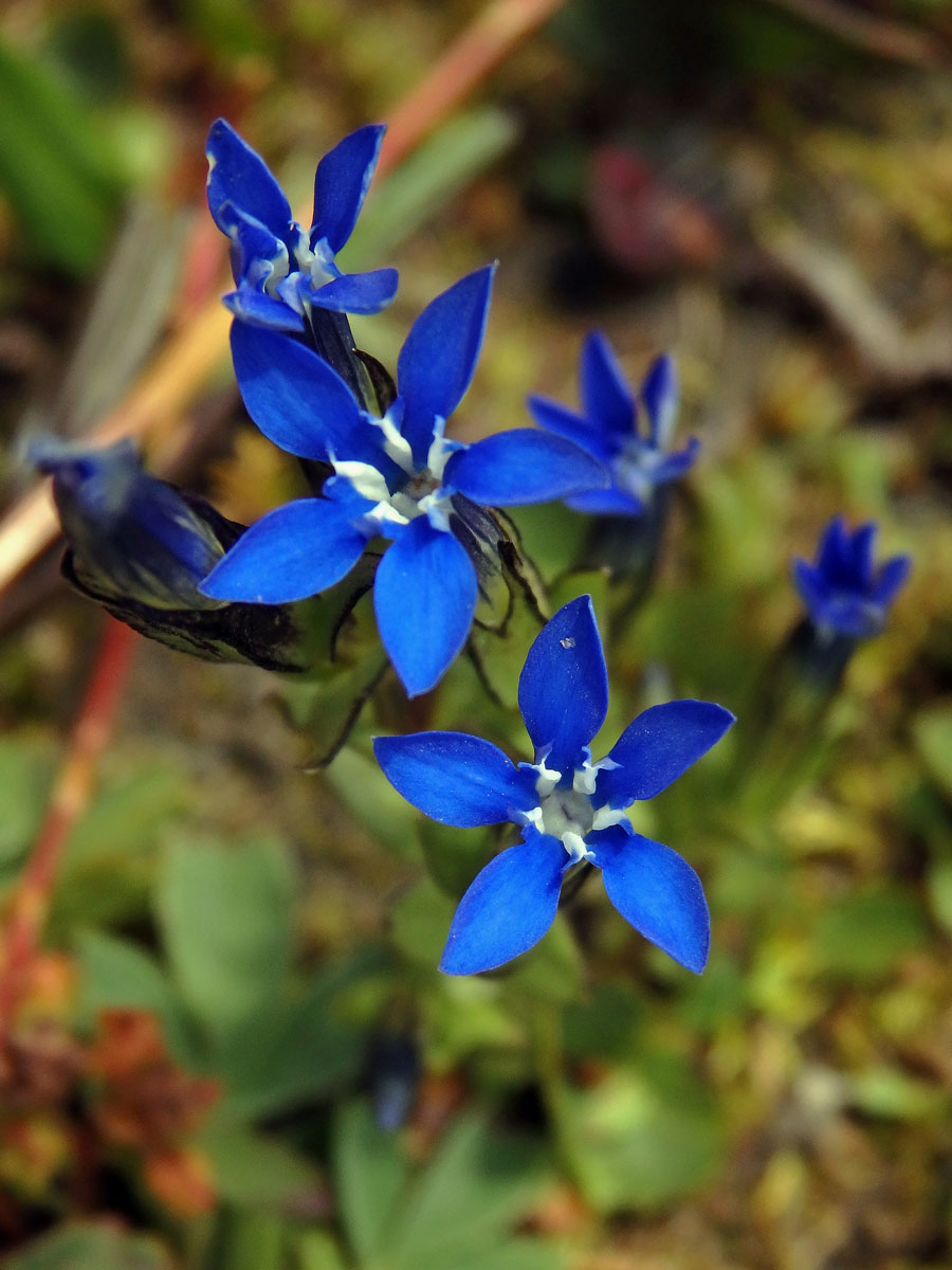 Hořec sněžný (Gentiana nivalis L.)