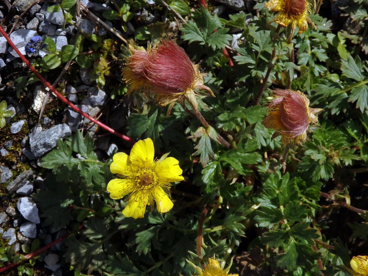 Kuklík plazivý (Geum reptans L.)