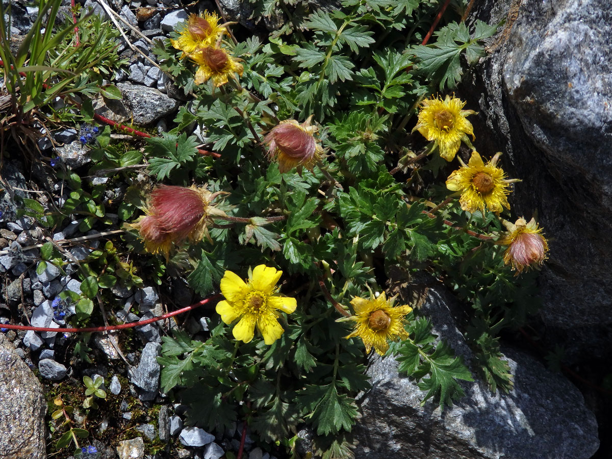 Kuklík plazivý (Geum reptans L.)